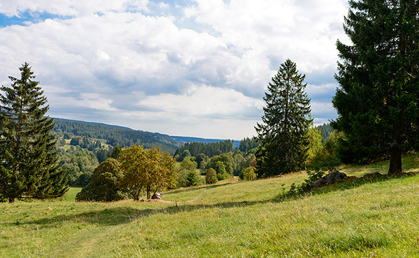 Wandern im Schwarzwald - Direkt ab Hof!